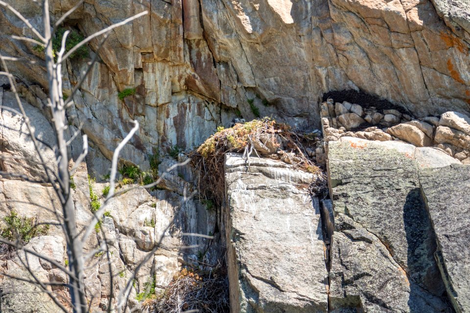 Golden eagle (Aquila chrysaetos) chick on a nest photo