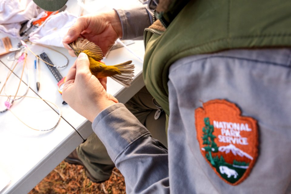 Yellowstone Bird Program (8): Wildlife Biologist Lauren Walker examines a Wilson's warbler