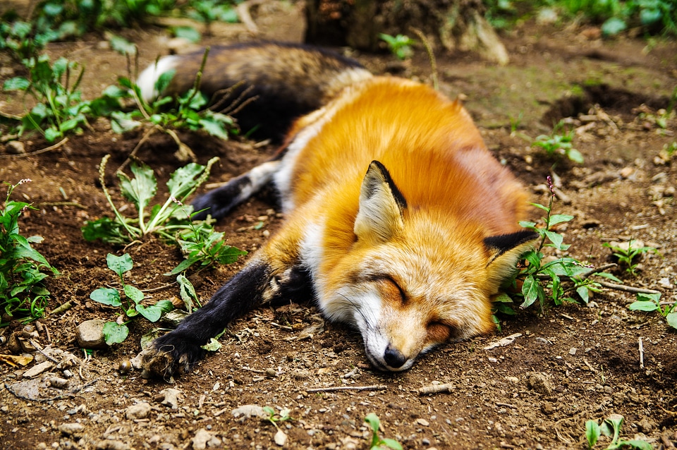 Sleep sleeping cute