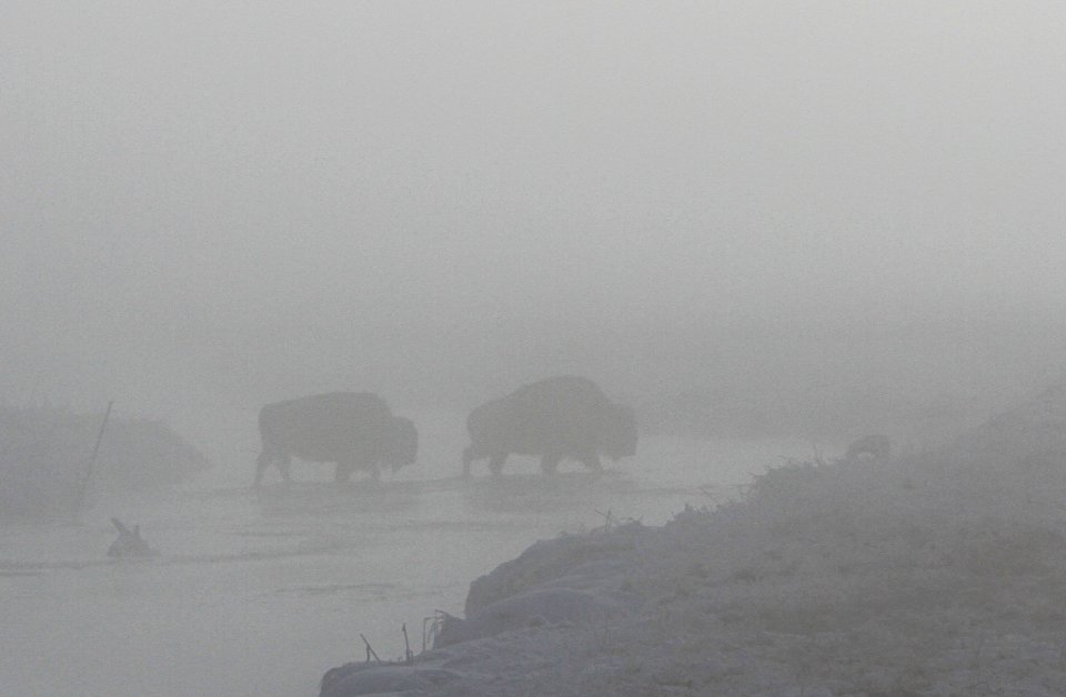 Bison