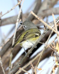 625 - CASSIN'S VIREO (2-18-2018) patagonia lake, santa cruz co, az -02
