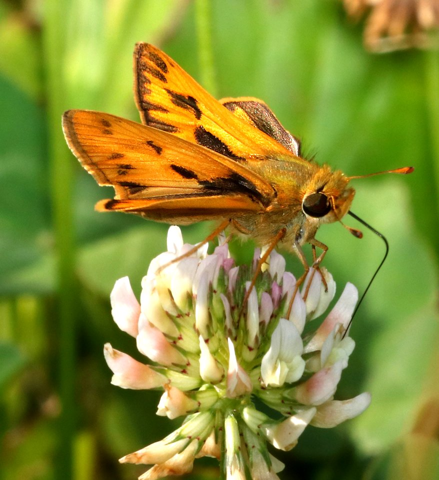 SKIPPER, FIERY (Hylephila phyleus) (6-3-2017) campground road, outer banks,  dare co, nc -01