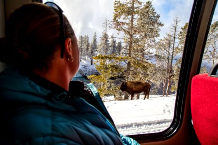 Watching a bison near Midway Geyser Basin