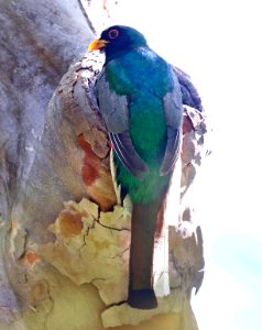 514 - ELEGANT TROGON (7-3-2020) madera canyon, santa rita mts, santa cruz co, az -01