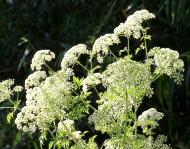 POISON HEMLOCK (Conium maculatum)) (6-4-11) santa cruz river, scc, az -01