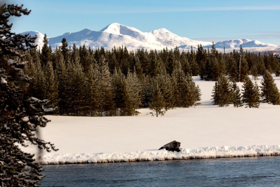 A bison rests along the Madison River with Mt. Holmes in the distance