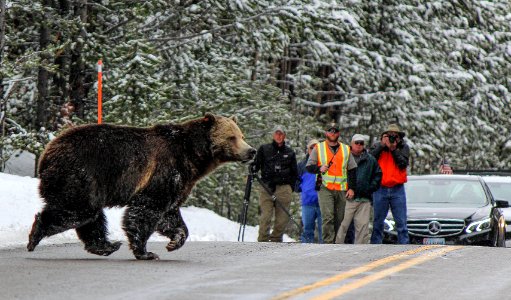 Grizzly crossing road near LeHardy Rapids