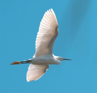 Snowy Egret photo