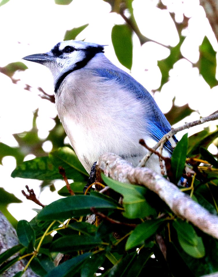 639 - BLUE JAY (1-7-2020) brewer park, south miami, miami-dade co, fl -02