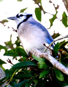 639 - BLUE JAY (1-7-2020) brewer park, south miami, miami-dade co, fl -02