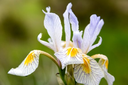Wild iris (Iris missouriensis) photo