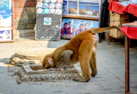Thirsty monkey photo