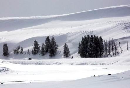 Snowmobiles in Hayden Valley photo