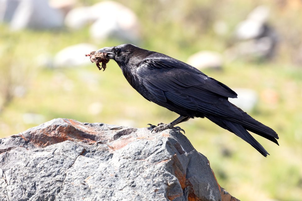 A raven scavenges a frog