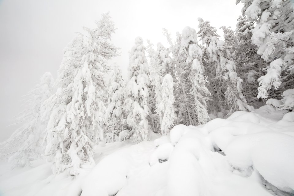 Rime ice in Norris Geyser Basin
