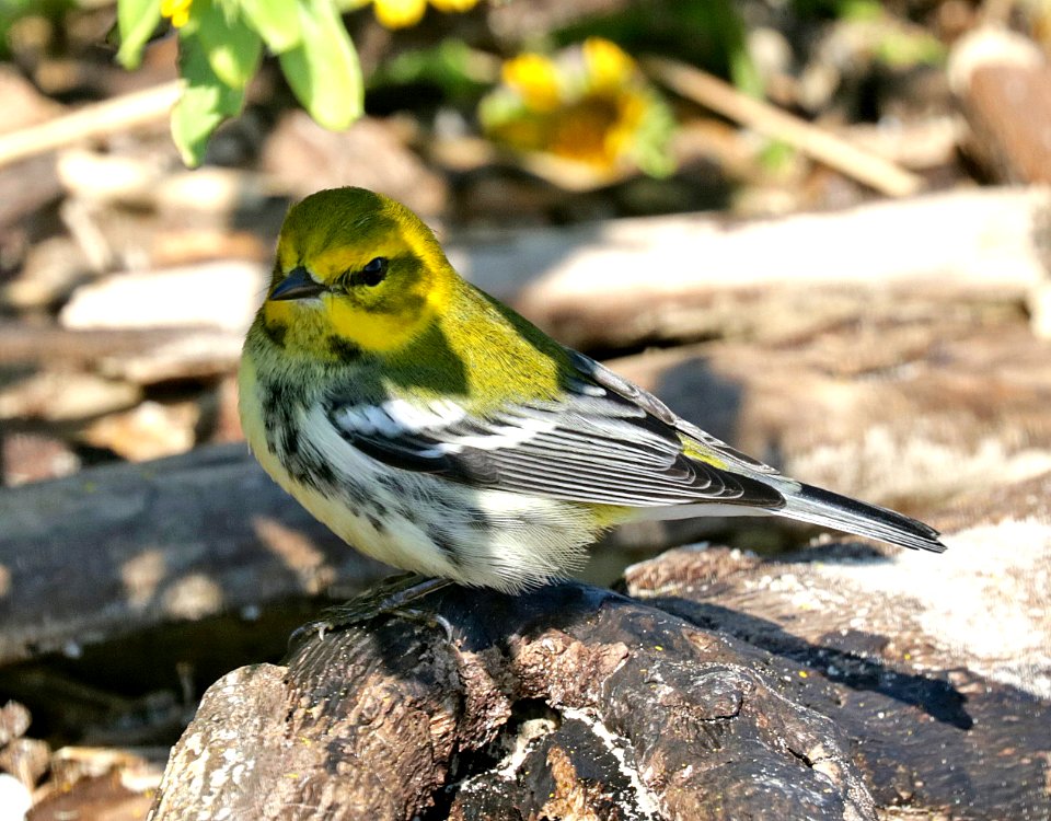 843 - BLACK-THROATED GREEN WARBLER (11-2-2015) quintana beach, brazoria co, tx -02