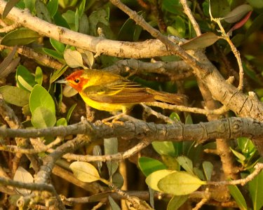 829 - MANGROVE YELLOW WARBLER (4-29-2019) port isabel, cameron co, tx -11 male