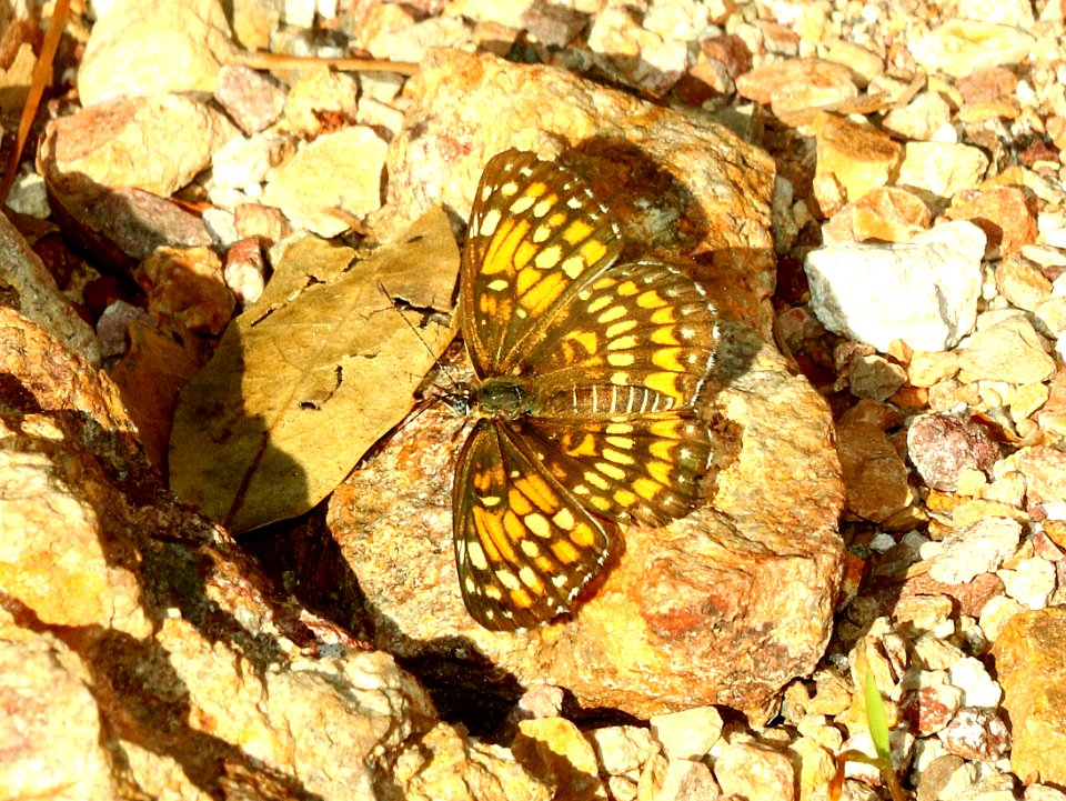 CHECKERSPOT, THEONA (Chlosyne theona) (8-12-2018) upper humboldt canyon, patagonia mts, santa cruz co, az -02