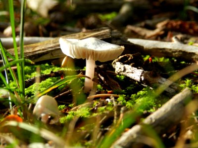 Mushroom on Peale Island
