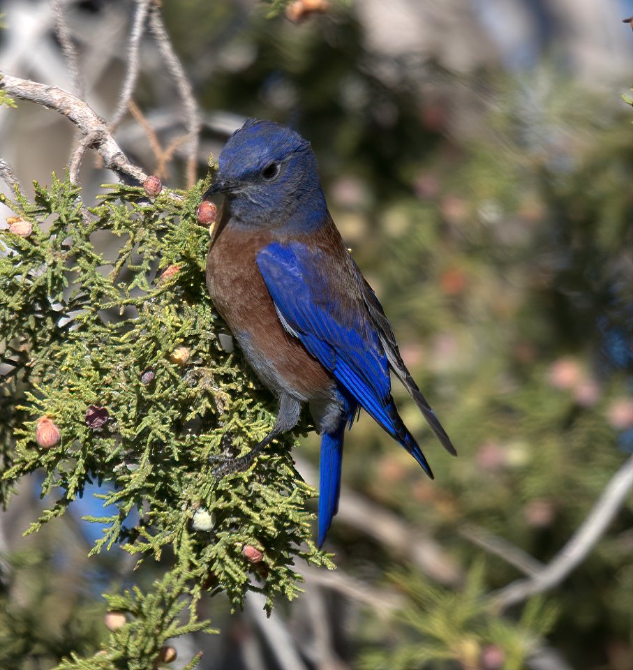 Western Bluebird