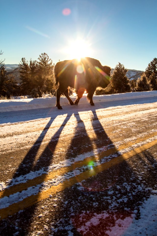 Bison walking along the road at sunrise