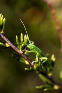 California stick insect (Timema cristinae)