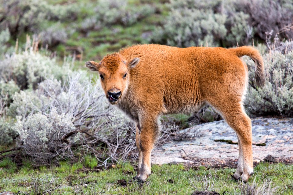 Bison calf