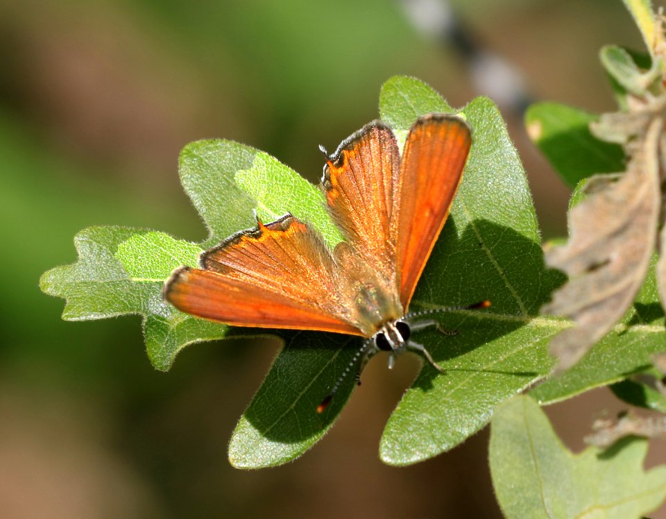 COPPER, TAILED (Lycaena arota) (7-3-2017) devil's canyon, san juan co, ut -04