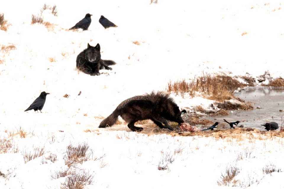 Wolf feed on a bison carcass at Blacktail Ponds