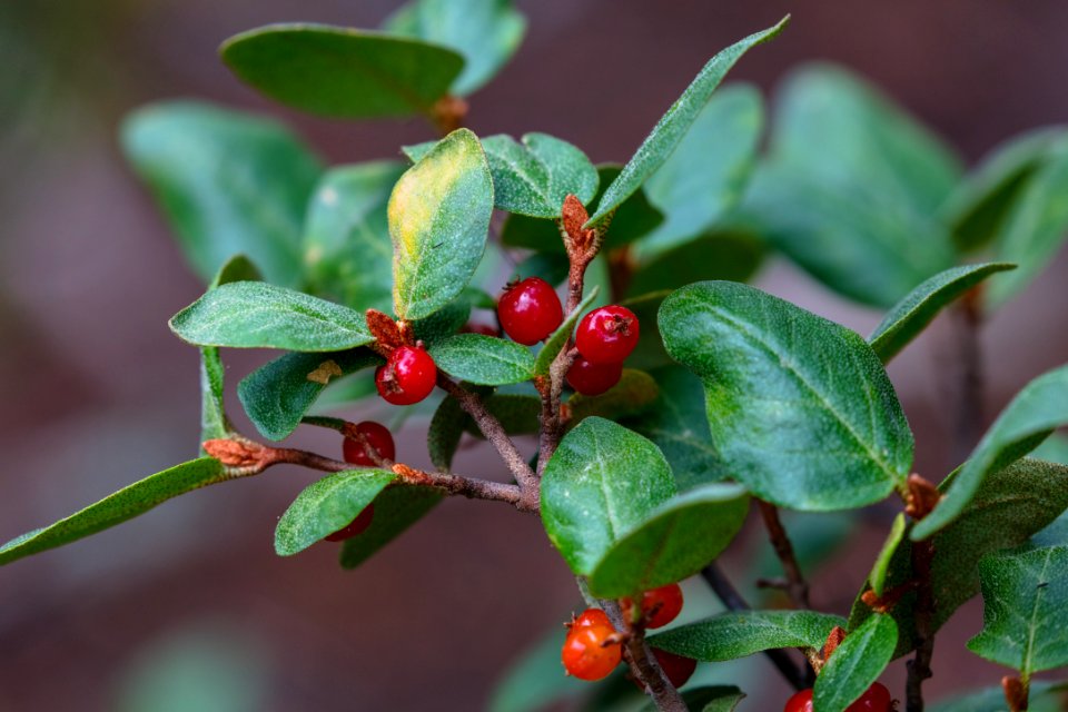 Soapberry (buffaloberry) - Shepherdia canadensis