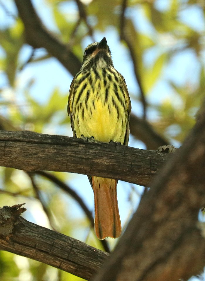 598 - SULPHER-BELLIED FLYCATCHER (5-30-2019) ramsey canyon, huachuca mts, cochise co, az -02