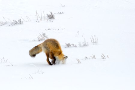 Hunting fox, Hayden Valley photo