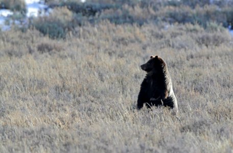 Grizzly bear