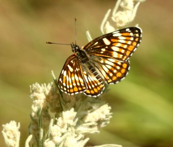 CHECKERSPOT, FULVIA (Chlosyne fulvia) (8-14-2019) 7500 ft, 4 m se of springerville, apache co, az -01