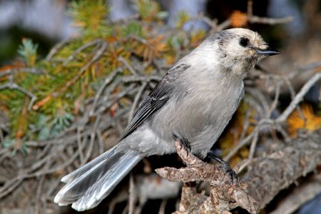 634 - CANADA JAY (8-24-12) dunton meadow, near lizard head, dolores co, co  (1)