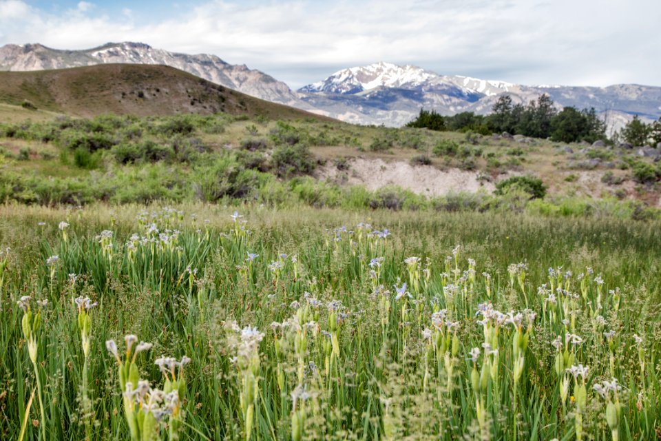 Wild iris and Electric Peak