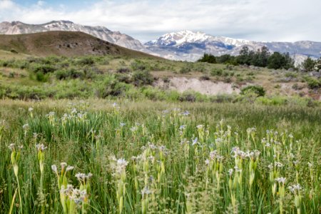 Wild iris and Electric Peak photo