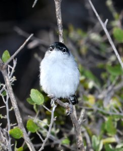 703 - BLACK-TAILED GNATCATCHER (3-17-2017) below dam, patagonia lake, santa cruz co, az -04