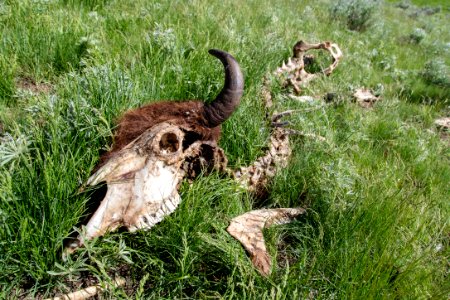 Bison carcass in Lamar Valley photo
