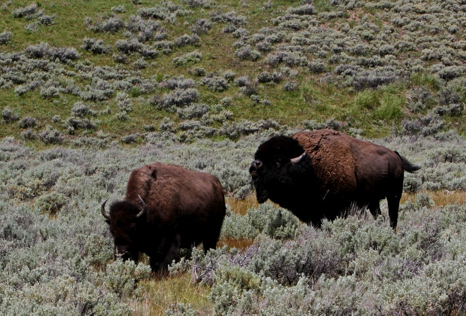 Cow and bull bison in rut