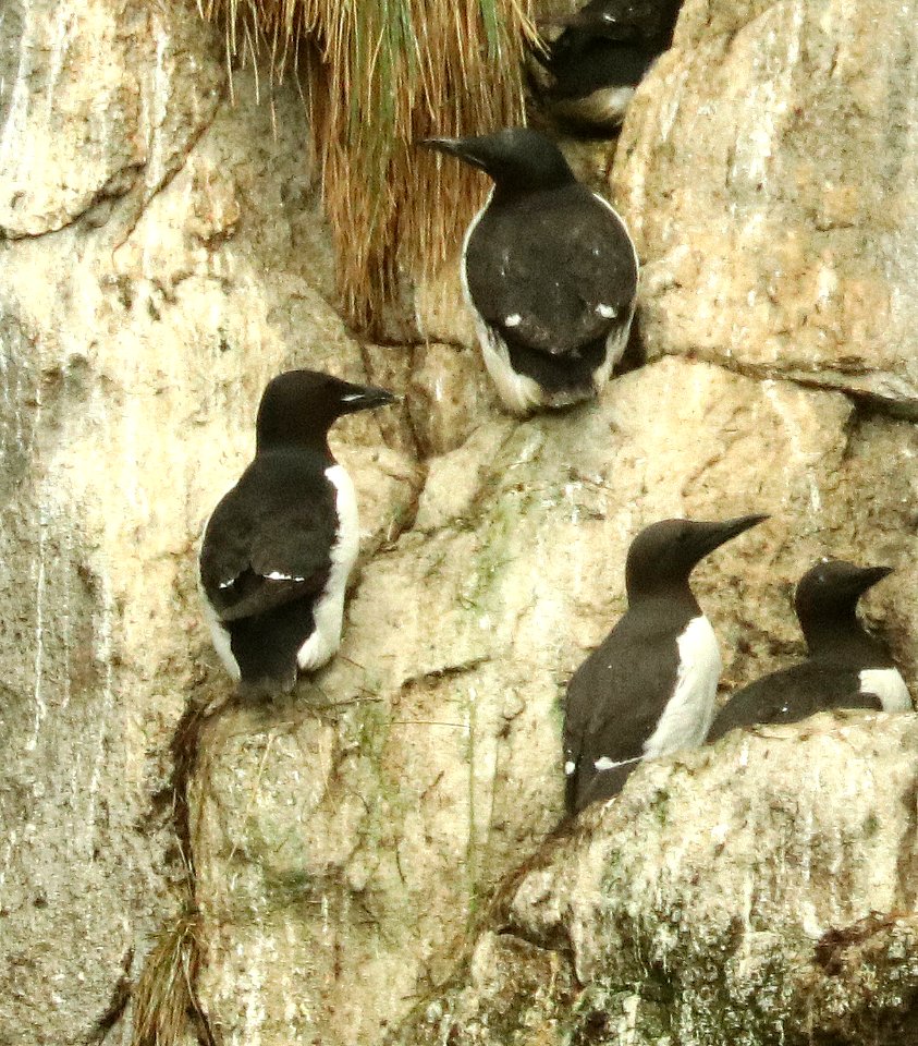 401 - THICK-BILLED MURRE (6-16-2019) northwest glacier tour, kenai fjords nat park, out of seward, ak -01