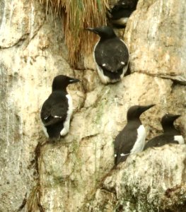 401 - THICK-BILLED MURRE (6-16-2019) northwest glacier tour, kenai fjords nat park, out of seward, ak -01