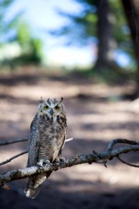 Great horned owl