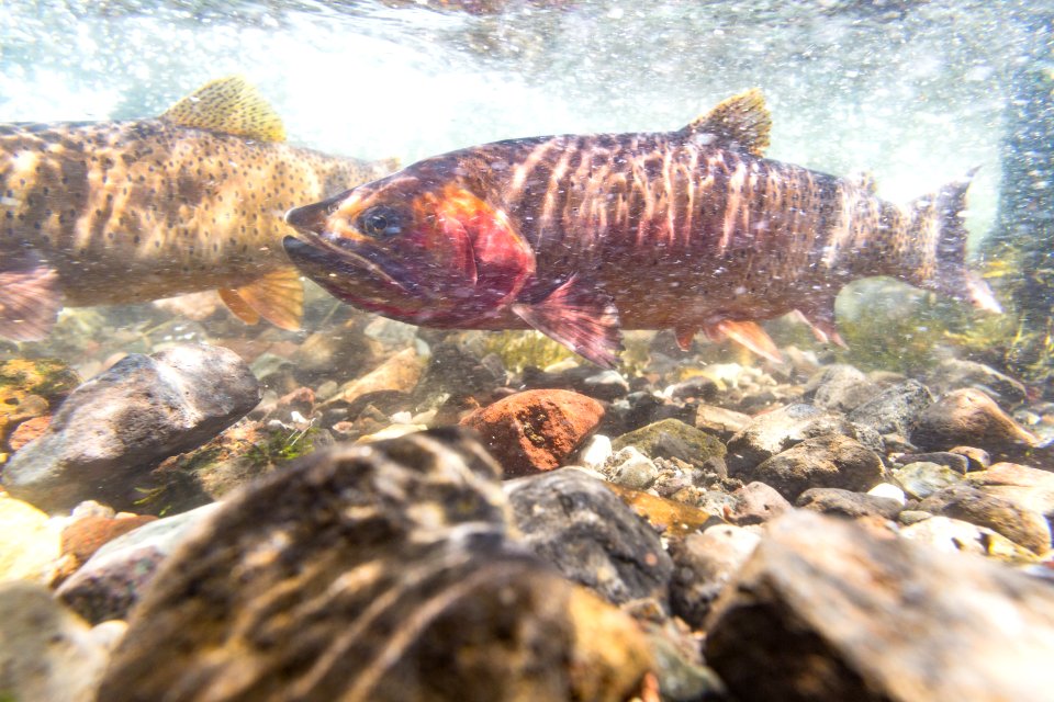 Spawning Yellowstone cutthroat trout (Oncorhynchus clarkii bouvieri) (11)