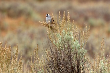 White-crowned sparrow (Zonotrichia leucophrys) perched on sagebrush photo
