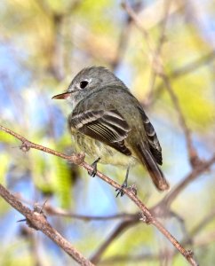 582 - DUSKY FLYCATCHER (3-28-2017) patagonia lake, santa cruz co, az -01