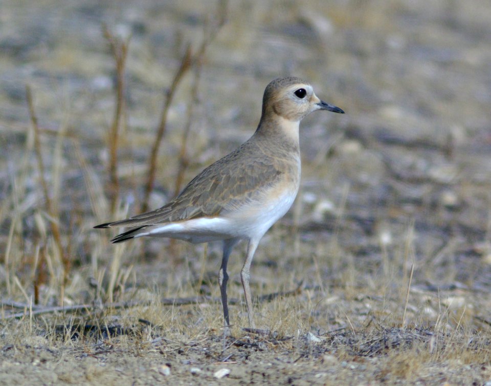 PLOVER, MOUNTAIN (11-19-08) carrizo -02