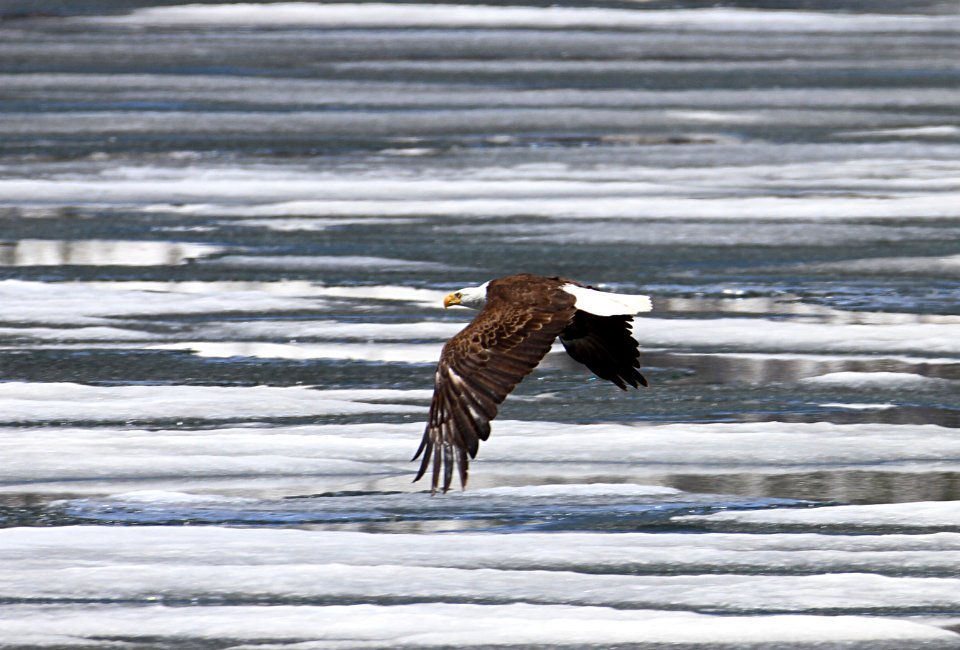 Bald eagle flying above Lewis Lake