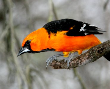 949 - ALTAMIRA ORIOLE (1-15-08) saleneno, tx  (6)