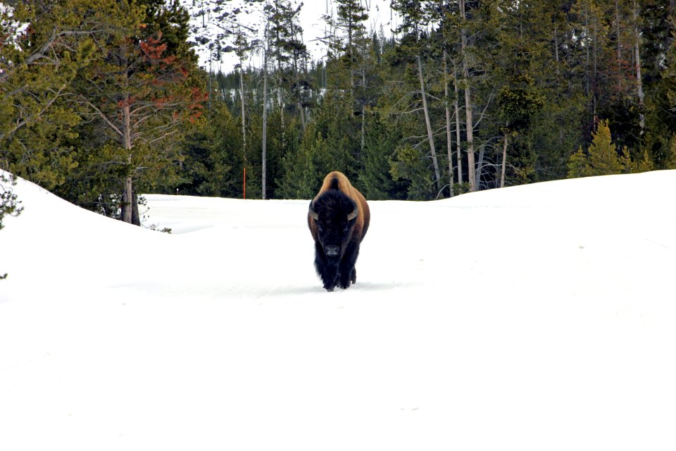 Lone bison in the middle of the road